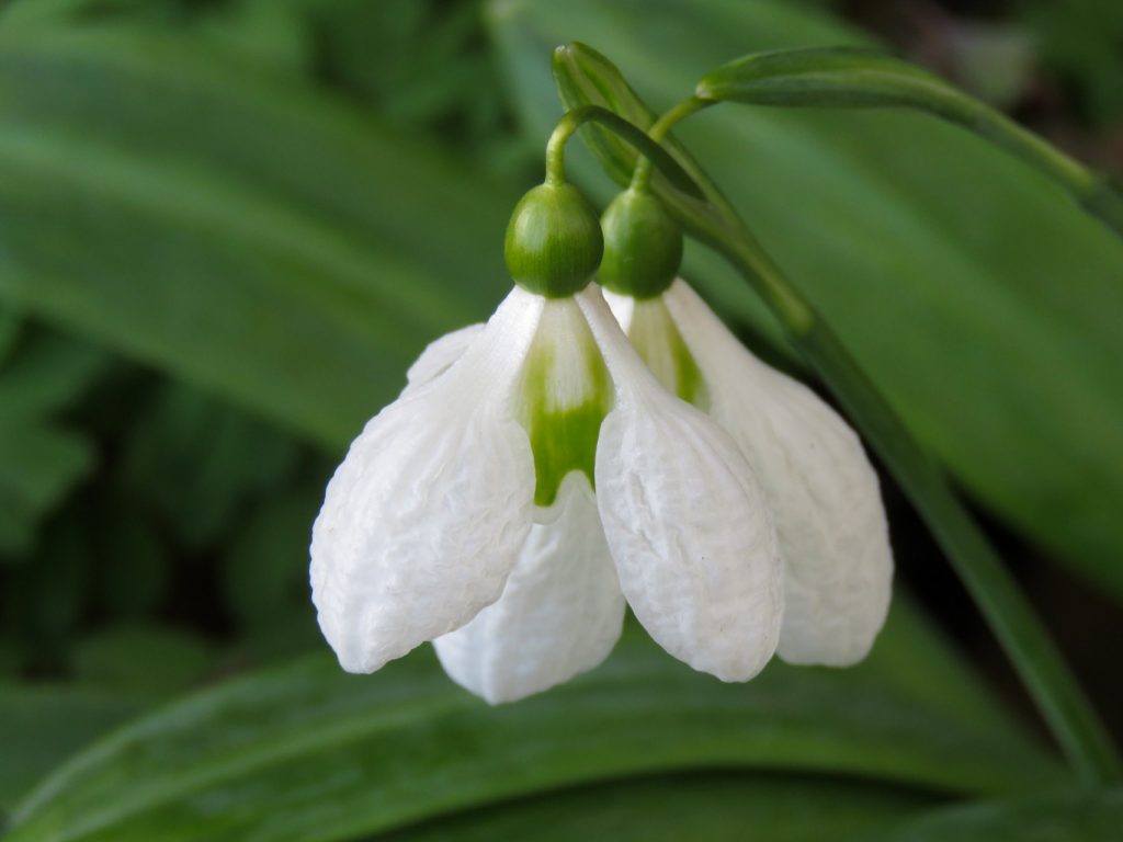 Galanthus 'Augustus'. Foto: Dan Abelin.