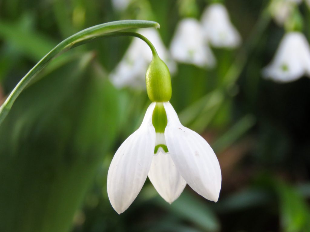 Galanthus gracilis. Foto: Dan Abelin.