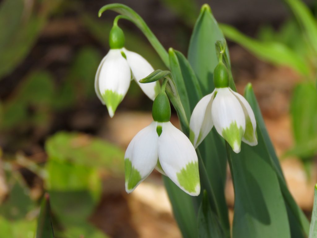 Galanthus elwesii 'Green Brush'. Foto: Dan Abelin.