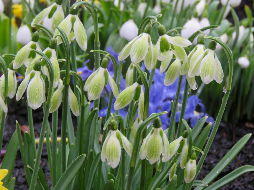 Galanthus 'Green Tear'. Foto: Dan Abelin.