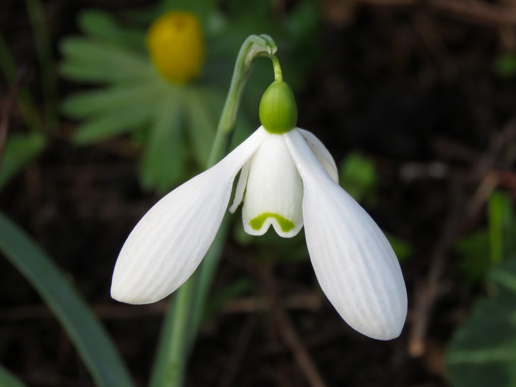 Galanthus 'Nothing Special'. Foto: Dan Abelin.