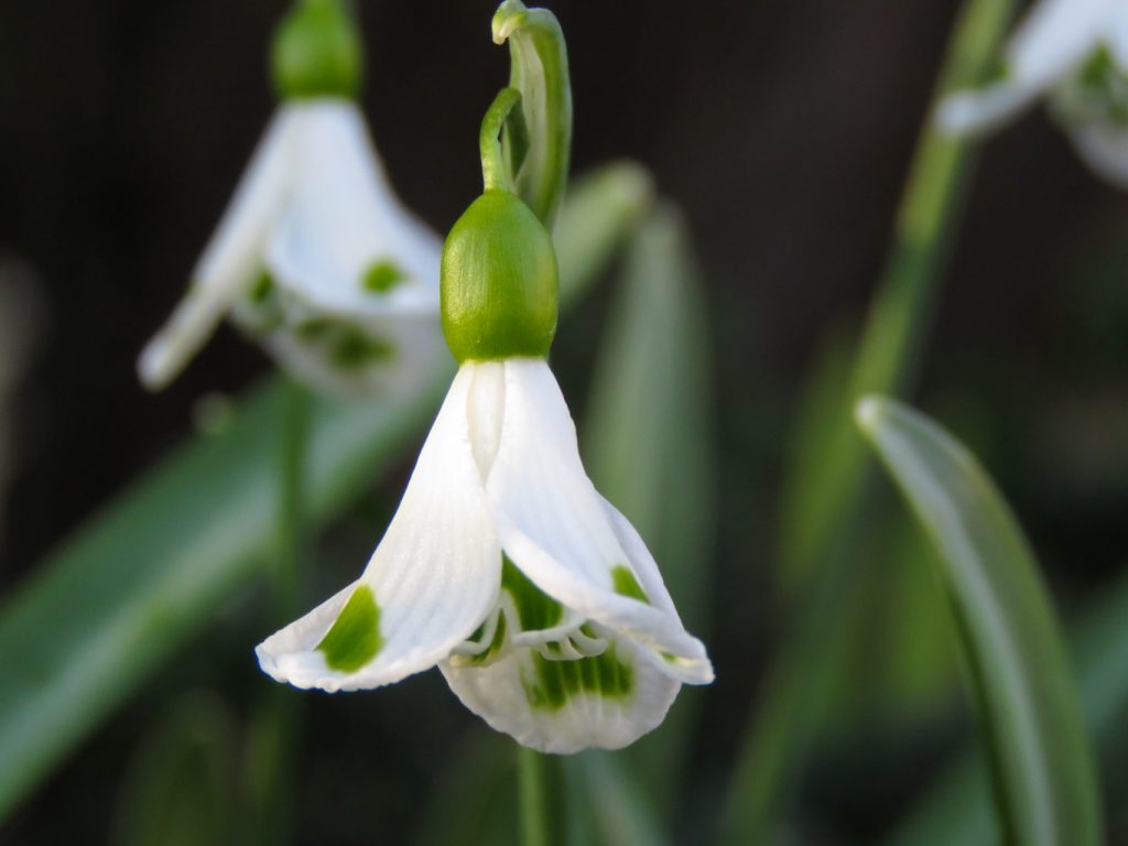 Galanthus 'Trympostor'. Foto: Dan Abelin.